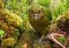 Kakapo.jpeg