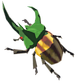 Rugged-rhino-beetle.png