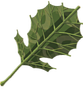 Korok-leaf.png