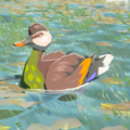 Bright-Chested Duck