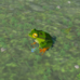 Hot-Footed Frog - TotK Compendium.png