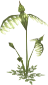 HawkGrassWhistle.png