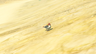 Sand Sparrow 036