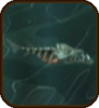 Skullfish.png