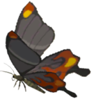 Smotherwing Butterfly - TotK icon.png