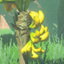 Hyrule-Compendium-Mighty-Bananas.png