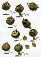 Spinut concept arts from Hyrule Historia