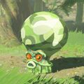Hyrule Compendium entry for the Forest Octorok