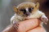 baby-lemur1.jpg
