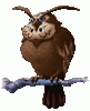 Owl.gif