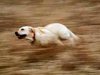 very-fast-dog-running-at-incredible-hihg-speed.jpg