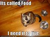 funny-pictures-cat-empty-food-bowls.jpg