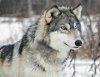 grey-wolf-1024x782.jpg