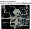 Skeleton_memes_-_educational_chart_edition_1.jpg