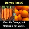 Carrot-is-orange-but-orange-is-not-carrot-meme-3533.jpg