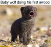 baby-wolf-doing-his-first-awooo.jpg