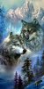 Mountain Wolf Pack.jpg