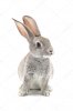 depositphotos_35521511-stock-photo-grey-rabbit.jpg