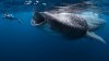 whale-shark-swarm-yucatan-peninsula-diver_36481_744x417.jpg