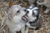 Cute-Husky-Puppies-3-dogs-30206465-500-333.jpg