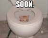 6-soon-cat-in-the-toilet.jpg