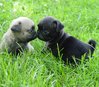 C__Data_Users_DefApps_AppData_INTERNETEXPLORER_Temp_Saved Images_Cute-Black-Fawn-Pug-Puppies.jpg