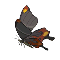 Smotherwing Butterfly - HWAoC icon.png