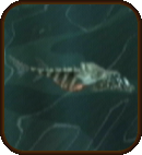 File:Skullfish.png