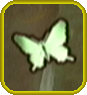 File:Male Butterfly.png
