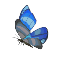 Winterwing Butterfly - HWAoC icon.png