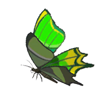 Thunderwing Butterfly - HWAoC icon.png