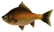 File:Groovy-Carp.png