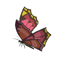 File:Summerwing Butterfly - HWAoC icon.png