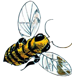 File:Golden Bee.png