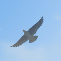 Islander Hawk