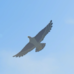 Islander Hawk - TotK Compendium.png