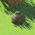 Breath of the Wild Hyrule Compendium picture of the Hearty Truffle.