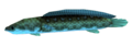 The Hylian Loach from Ocarina of Time
