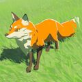 Grassland-fox.jpg