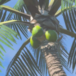 Palm Fruit 205