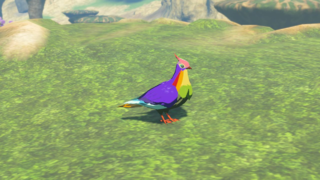 Rainbow Pigeon 039