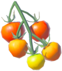 Hylian Tomato - TotK icon.png