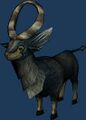 An Ordon Goat