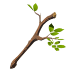 Tree Branch (Surface)