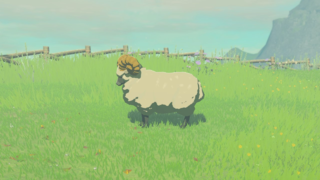 Highland Sheep 019
