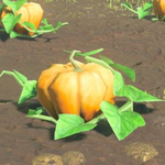 Hyrule-Compendium-Fortified-Pumpkin.png