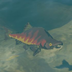 Hyrule-Compendium-Hearty-Salmon.png