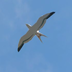 Hyrule-Compendium-Seagull.png