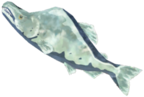 Frozen Hearty Salmon - TotK icon.png