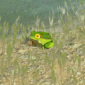 Hyrule Compendium entry of the Hot-Footed Frog in Breath of the Wild
